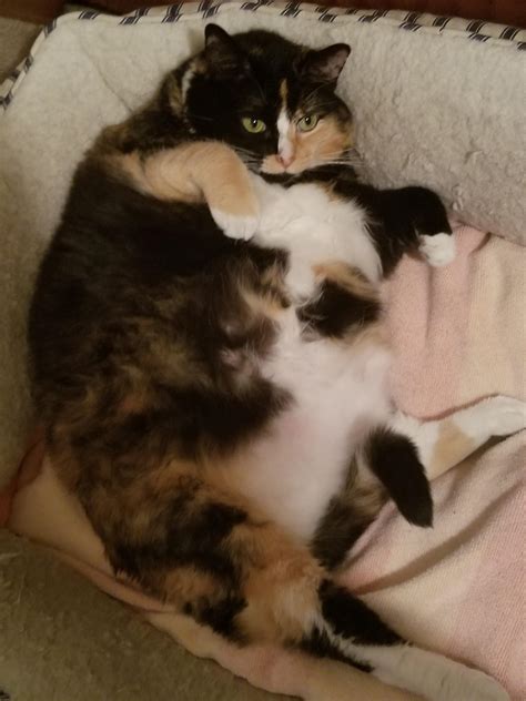 My very fat cat sunny. : r/cats