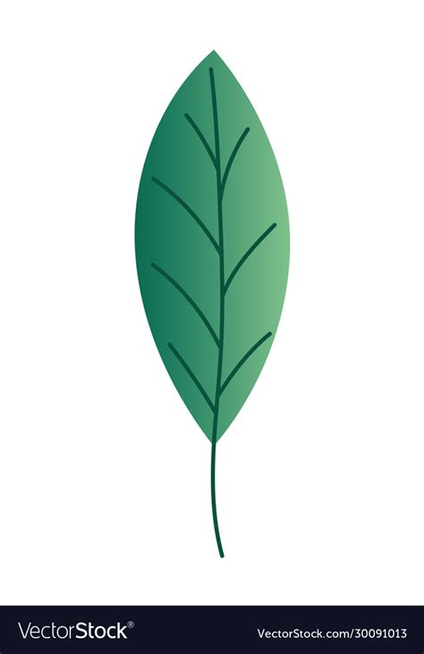 Isolated natural leaf design Royalty Free Vector Image