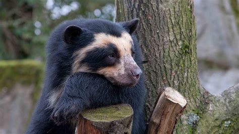 Glasögonbjörn | Spectacled bear, Animals, Animals wild