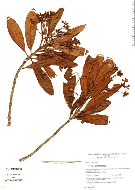 drimys granadensis rapid reference  field museum