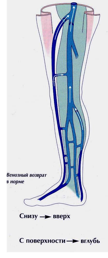 Анатомия перфорантных вен.