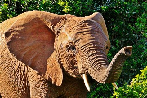 stunning elephant images  hd  pictures pixabay