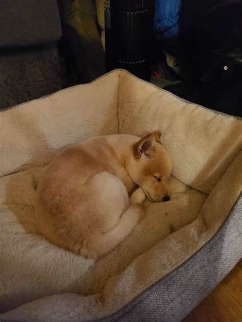 11 week old puppy found a joint outside : r/shiba