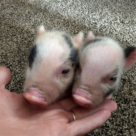 Pine Meadows Mini Juliana Pigs
