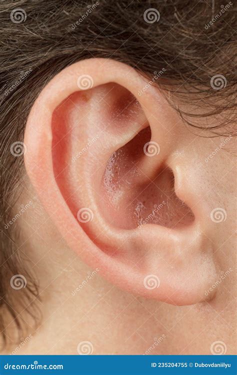 Ear, Auricle - The Human Outer Ear Anatomy Stock Photo | CartoonDealer ...