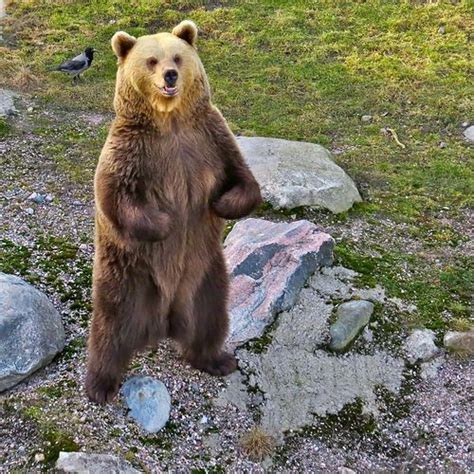 ours brun