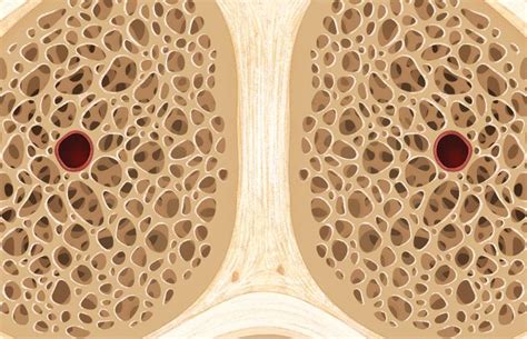 unlocking  key  penile erection  role  corpora cavernosa
