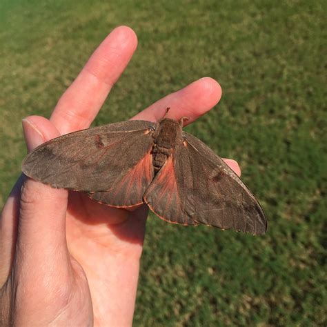 Moths of North Carolina