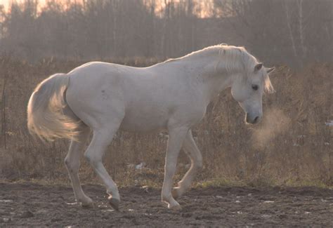 Пиафе на свободе - Избранные фотографии - фотографии - equestrian.ru