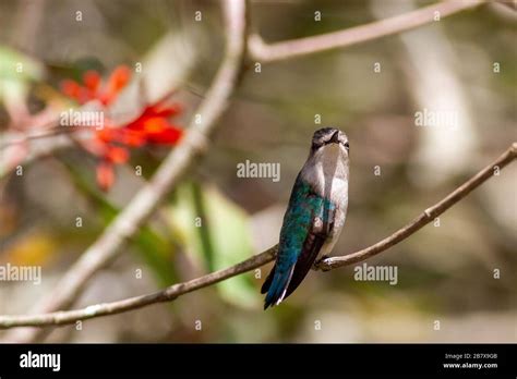 Calypte helenae hi-res stock photography and images - Alamy