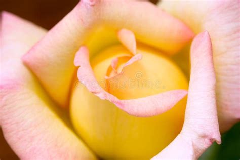 peace rose stock photo image  pink springtime nature
