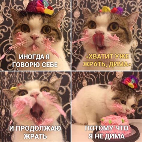 Смешные мемы с котиками, над которыми невозможно не смеяться (фото ...