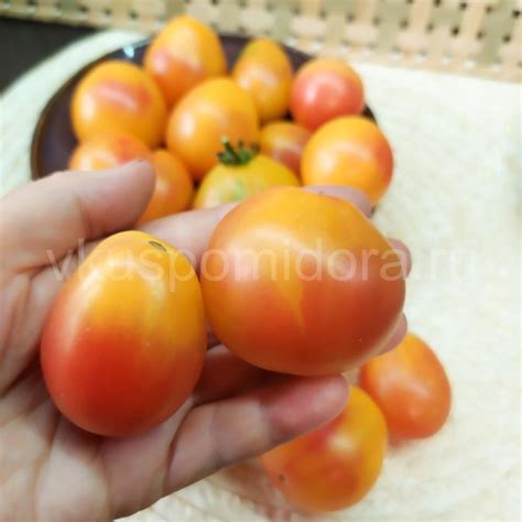 Купить семена томата сорт Предгорная груша