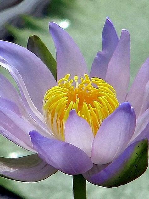 27 Best Arctic Flowers ideas in 2021 | arctic flowers, arctic, flowers