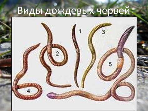 Строение дождевого червя - презентация онлайн