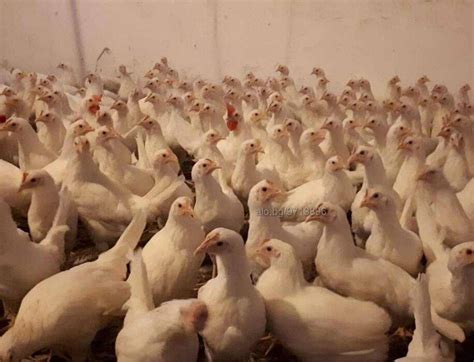 Бели и червени ярки Кокошки, Пилета | Селскостопански животни | Бургас ...