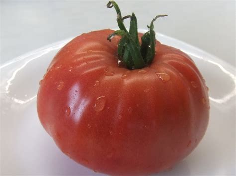 Odrůdy obrů rajčat pro střední Rusko s fotografií a popisem
