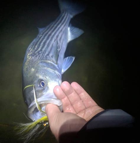 Weekend Warrior: Fear of missing out on stripers – Seven Stripes