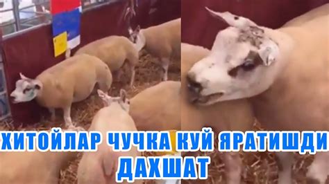 ОДАМЛАР ЧУЧКА БИЛАН КУЙНИ ЧАЧИШТИРИПТИ - YouTube