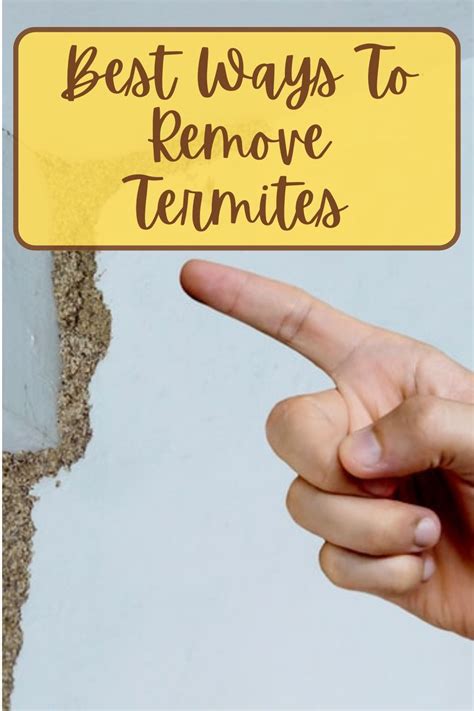 how much to remove termites