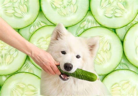 Can Dogs Eat Cucumber Skin? Discover The Surprising Truth - Vet Advises