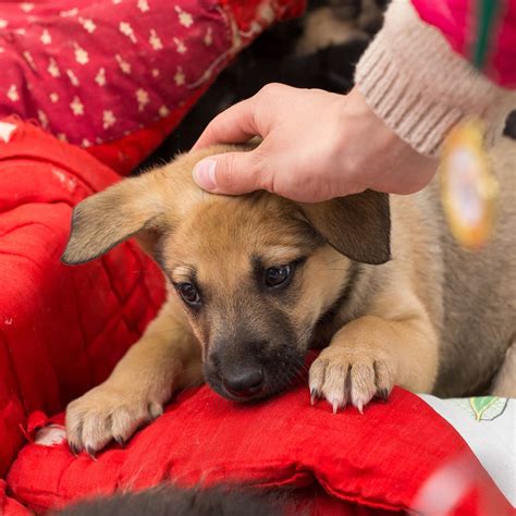 grand prairie animal services and adoption center 1