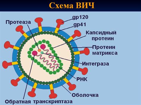 ВИЧ - инфекция - презентация онлайн