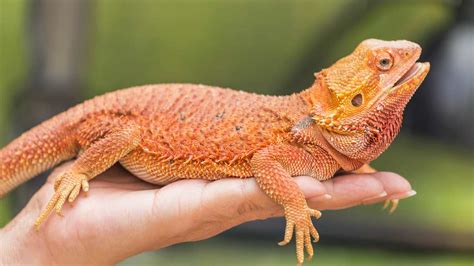 Types of Bearded Dragons » Learn Different Types, Colors, & Species