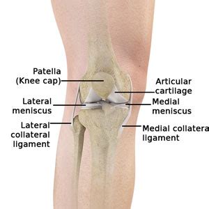 Normal Anatomy of the Knee Joint Middletown | Knee Treatment Old Saybrook