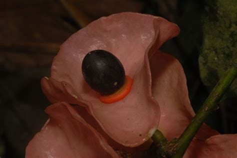 Pin de Constance Breale em Exotic/Rare Plants