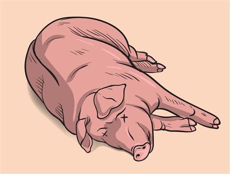 dead pig illustration 21432395 Vector Art at Vecteezy