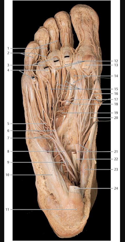 sole  foot deep layer diagram quizlet