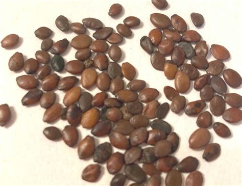 California Redbud Tree Seeds (CERCIS OCCIDENTALIS) (Western Redbud ...