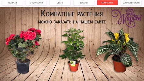 Купить комнатные растения в Екатеринбурге (часть №1) - Жарден - YouTube