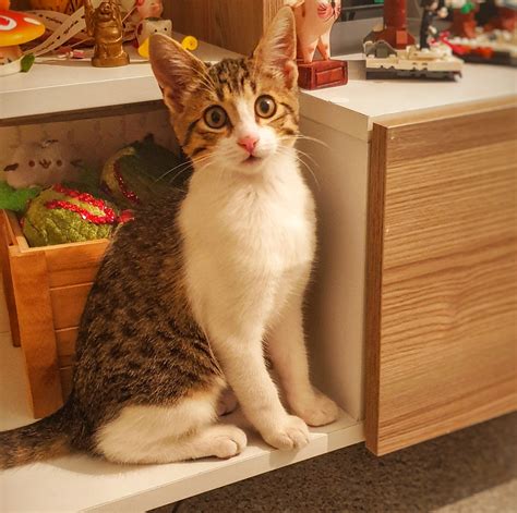 Cats and Cucumbers - This is Don. I've seen him a few times in the
