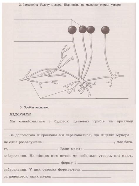 SCHOOL BIOLOGY CLUB: Лабораторне дослідження "Будова цвілевих грибів ...