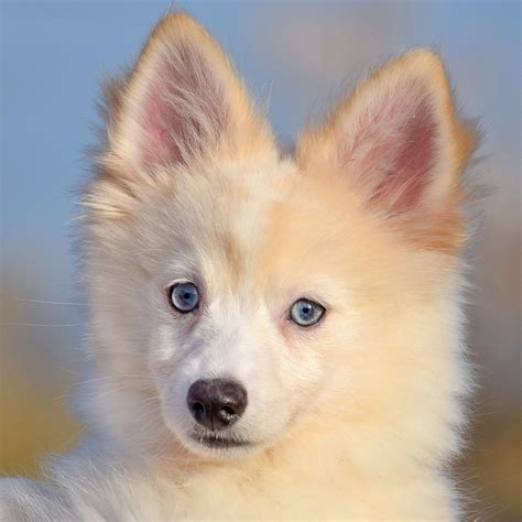 ferguson animal hospital 3
