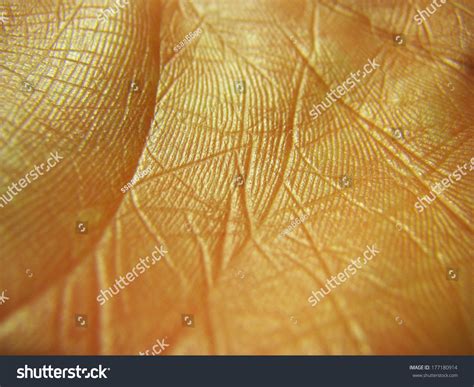 9,255 Hand Palm Lines Stock Photos, Images & Photography | Shutterstock