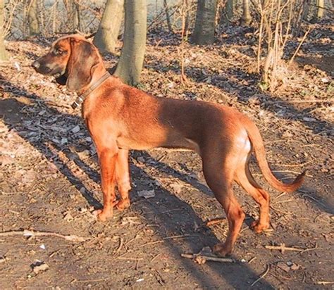 Scent Hounds | Hunting.gg