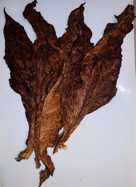 whats grabba  hot grabba leaf hotgrabbz