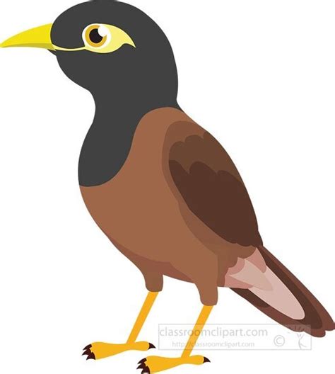 Maina Bird Clipart Cartoon