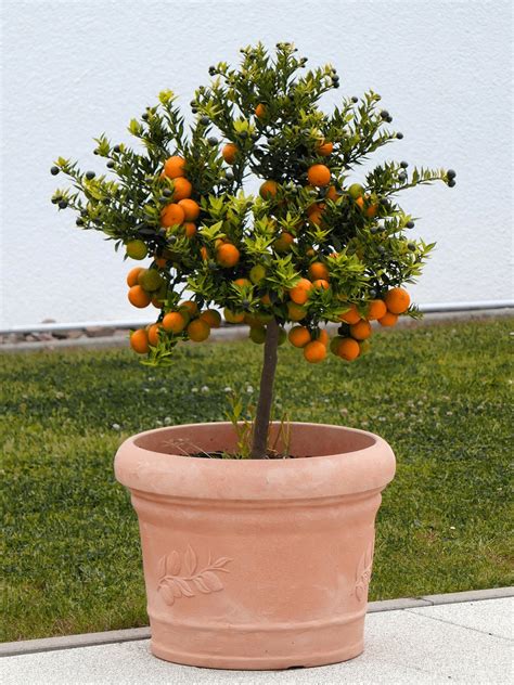 orange tree fruit decoration plant  photo  pixabay