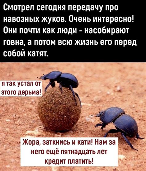 ﻿Смотрел сегодня передачу про навозных жуков. Очень интересно! Они ...