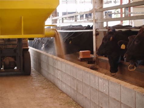 まる亀こうし牧場 牛舎牛房案内 Japanese WAGYU Farm,