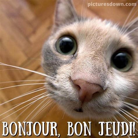Bon jeudi humour image chat mignon - picturesdown.com