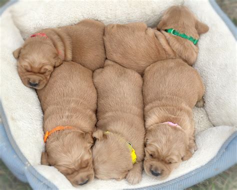 Available Puppies
