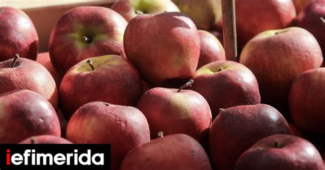 Γιατί πολλά ελληνικά μήλα κινδυνεύουν να... σαπίσουν -Το ζήτημα έφτασε ...
