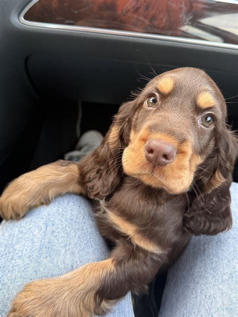 Pin by Marie eve on Cocker chien in 2025 | Spaniel puppies, Cocker spaniel puppies, Cute animals