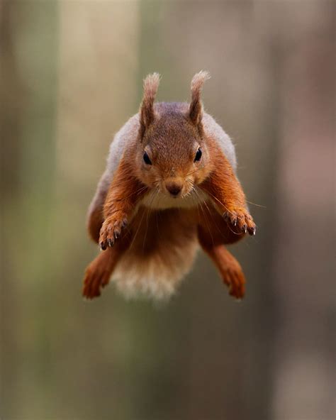 squirrel adaptations claw  claudio robson blog