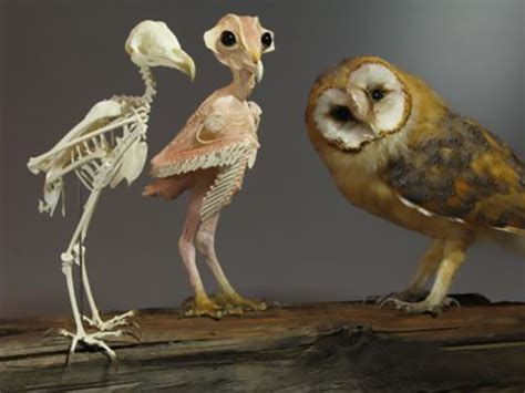 People Can’t Get Over This Photo Of A ’Naked’ Owl Which Shows How They ...